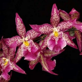 Aliceara-Patricia-McCully-Pacific-Matriarch