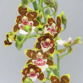 Colmanara-Painter-Tropic-Jungle