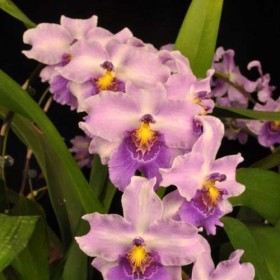 Miltonidium-Taida-Clement-Runway-Strut