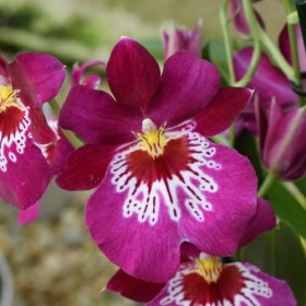 Miltoniopsis-Newton-Falls