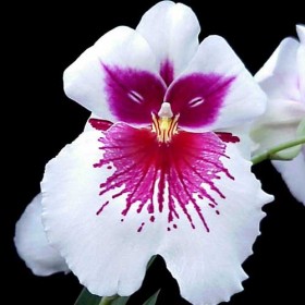 Miltoniopsis-Pink-Momma-Yosemite-Sam