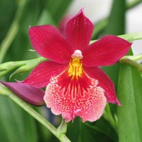 Oncidiopsis--Nelly-Isler--Red