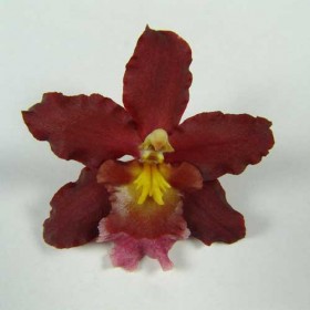 Oncidium-Oporta-Burgandy-Bliss-AM-AOS