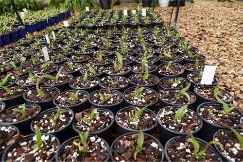 eikenhoff-nursery-stanford1