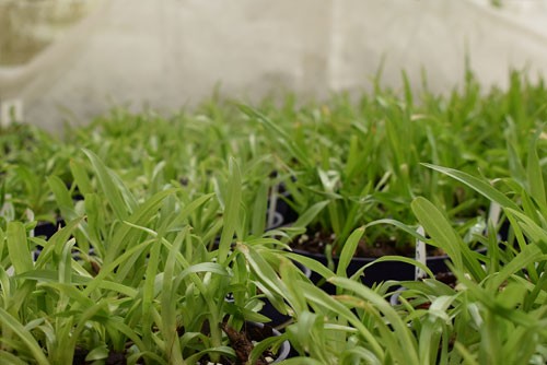 eikenhoff-nursery-stanford3