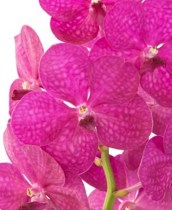 Ascocenda Princess Mikasa Pink