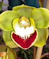 Suzanne and Helen X Memoria Joan Bryant