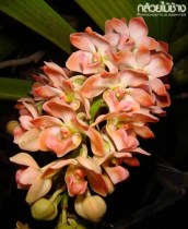 Rhy.(giantea ply x giantea orange