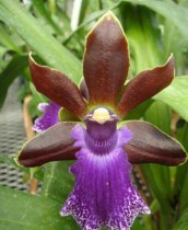 Zygopetalum Debbie De Mello Honolulu Baby AM/AOS