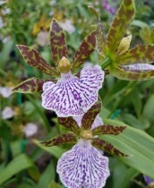 Zygopetalum intermedium 