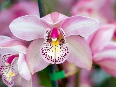 GROWING GUIDE - CYMBIDIUMS