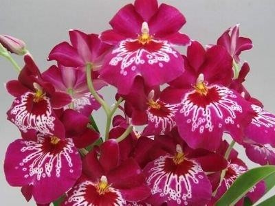 GROWING GUIDE &ndash; MILTONIOPSIS & MILTONIA